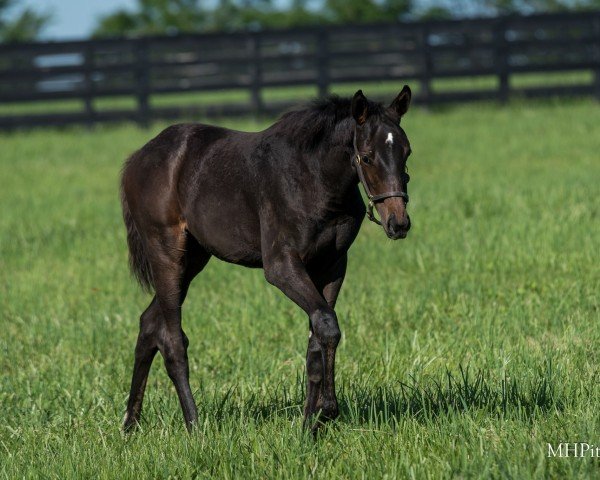 foal by Stute von Not This Time xx (Thoroughbred, 2024, from Not This Time xx)