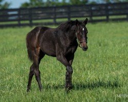 foal by Stute von Not This Time xx (Thoroughbred, 2024, from Not This Time xx)