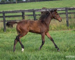 horse Bolt D´vine xx (Thoroughbred, 2021, from Bolt D´oro xx)