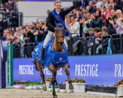 jumper Sem Semper (Oldenburg show jumper, 2012, from Semper Fi)