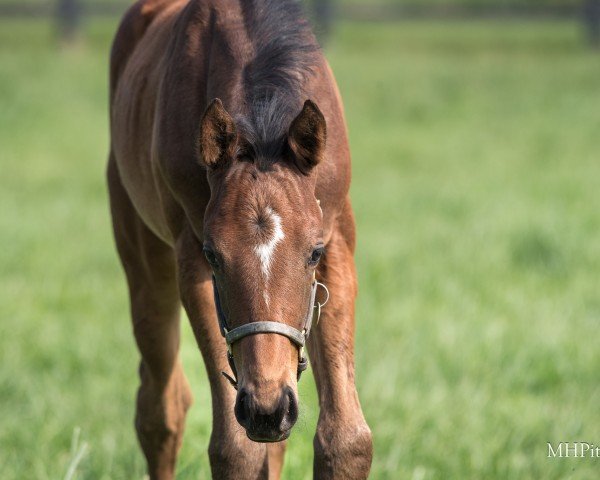 horse Stute von American Pharoah xx (Thoroughbred, 2024, from American Pharoah xx)