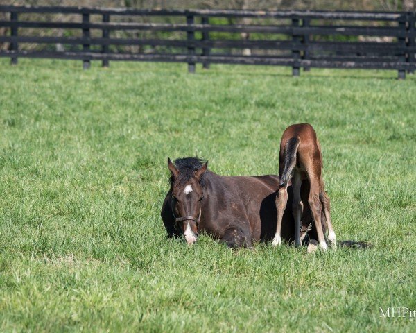 broodmare Lady Take Charge xx (Thoroughbred, 2015, from War Front xx)