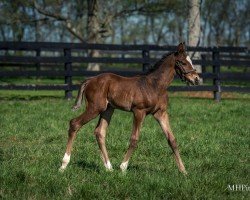 foal by Hengst von Into Mischief xx (Thoroughbred, 2024, from Into Mischief xx)