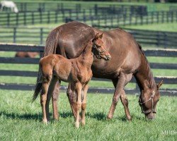 foal by Hengst von Gun Runner xx (Thoroughbred, 2024, from Gun Runner xx)