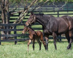 broodmare Four Graces xx (Thoroughbred, 2017, from Majesticperfection xx)