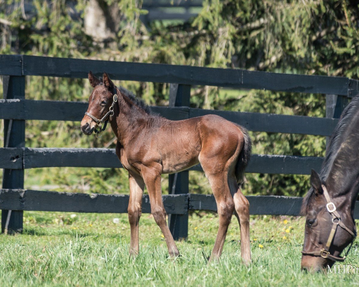 horse Stute von Flightline xx (Thoroughbred, 2024, from Flightline xx)