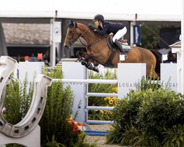 Springpferd Pipaline van't Zomerhof (Belgisches Warmblut, 2015, von Diamant de Semilly)