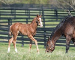 foal by Hengst von Cyberknife xx (Thoroughbred, 2024, from Cyberknife xx)