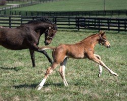 horse Hengst von Flightline xx (Thoroughbred, 2024, from Flightline xx)