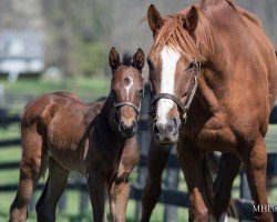 broodmare Galilean Queen xx (Thoroughbred, 2019, from Galileo xx)