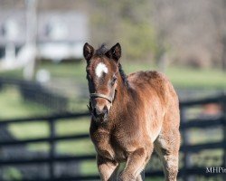 horse Stute von Not This Time xx (Thoroughbred, 2024, from Not This Time xx)