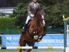 dressage horse Vezèr (Hungarian Warmblood, 2014)