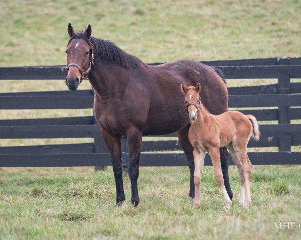 broodmare Song Gate xx (Thoroughbred, 2019, from Arrogate xx)