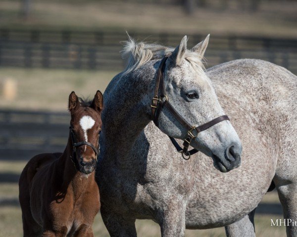 broodmare Dance Quietly xx (Thoroughbred, 2008, from A. P. Indy xx)