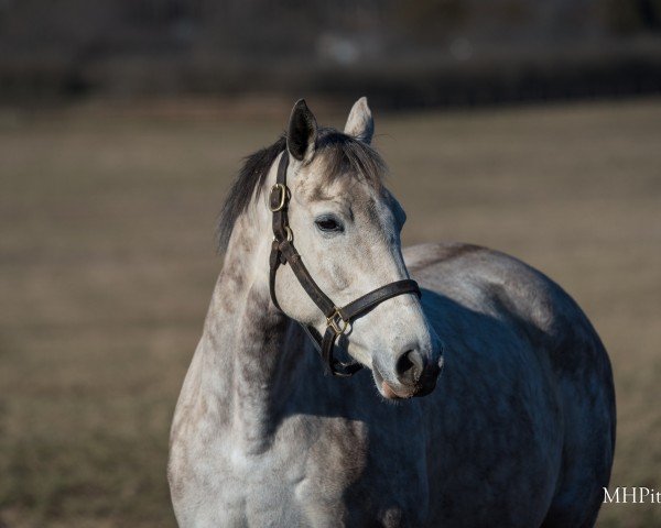 broodmare Sebago Lake xx (Thoroughbred, 2019, from Tapit xx)