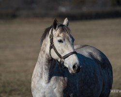 broodmare Sebago Lake xx (Thoroughbred, 2019, from Tapit xx)