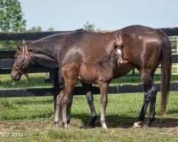 horse Rocket Dragon xx (Thoroughbred, 2021, from Kantharos xx)