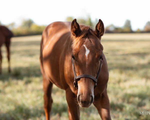 horse Stute von Curlin xx (Thoroughbred, 2023, from Curlin xx)