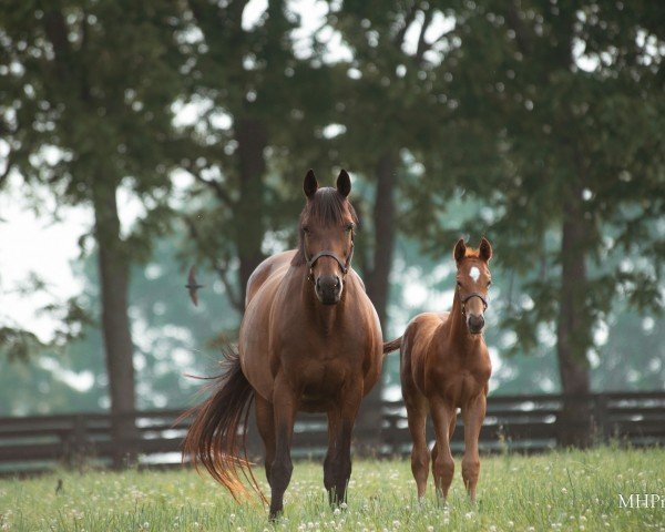 broodmare Betterbetterbetter xx (Thoroughbred, 2009, from Galileo xx)