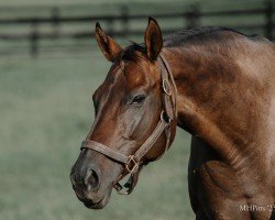 broodmare Ride to Houston xx (Thoroughbred, 2012, from Candy Ride xx)