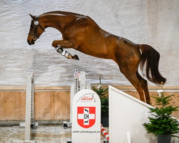 horse One-Way Alpenliberty (Swiss Warmblood, 2021, from Comet A.S. FL.)