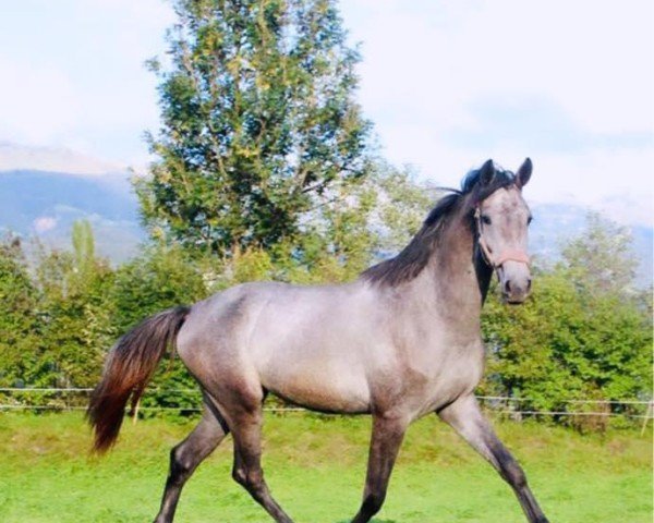 jumper One lovely Alpengirl CH (Swiss Warmblood,  , from Crack)