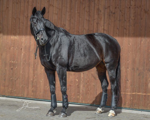 dressage horse Sweet Dream 19 (Hanoverian, 2006, from Showdown)