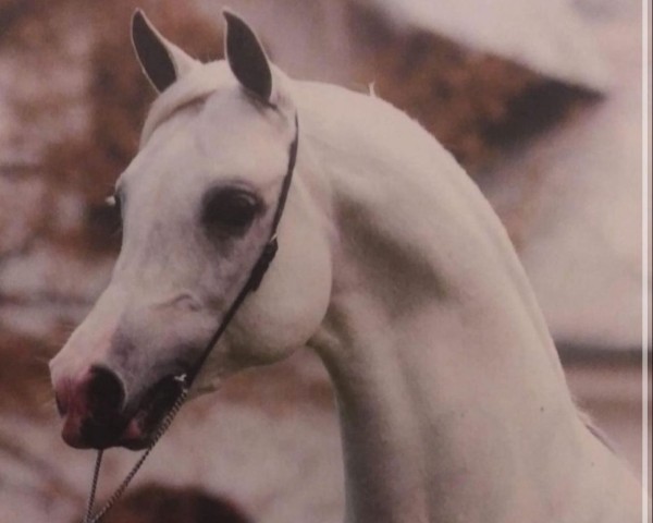 stallion Harbin (Arabian thoroughbred, 1993, from Eukaliptus ox)