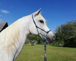 horse Cirkus (Arabian thoroughbred, 1999, from Harbin)