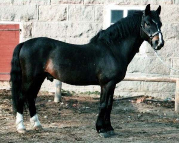 Deckhengst Papillon 4 NF (New-Forest-Pony, 1974, von Burton Starlight)