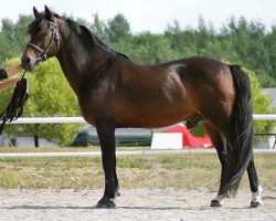 Deckhengst Bazuun 22 NF (New-Forest-Pony, 1989, von Silverlea Buckskin)