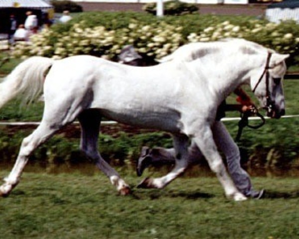 Deckhengst Hedlanda Gay Wonder 8 NF (New-Forest-Pony, 1975, von Fritham Gay Cloud)