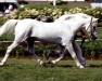 stallion Hedlanda Gay Wonder 8 NF (New Forest Pony, 1975, from Fritham Gay Cloud)