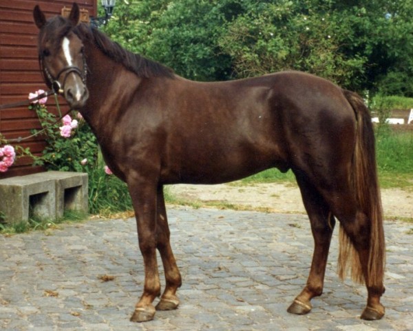 Deckhengst Park's Talent 37 NF (New-Forest-Pony, 1993, von Park's Taron)