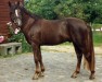 Deckhengst Park's Talent 37 NF (New-Forest-Pony, 1993, von Park's Taron)