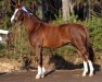 stallion Hunsingo's Twister 4 WPB (Nederlands Welsh Ridepony, 2001, from Bjirmen's Wytse)