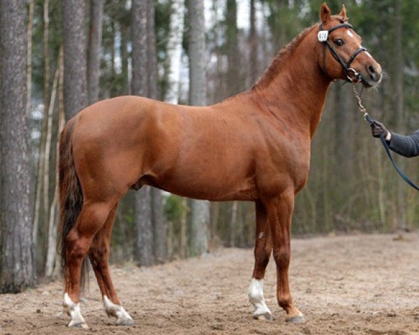 stallion Kielshoop Honeydas 3 WPB (Nederlands Welsh Ridepony, 1997, from Bokkesprong Czardas)