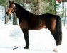 stallion Speyksbosch Naturel 1 WPB (Nederlands Welsh Ridepony, 1994, from Orchard d'Avranches)