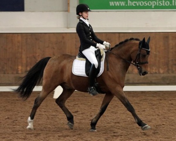 dressage horse Pin Rock's Hannibal (Welsh Partbred, 2001, from Speyksbosch Naturel 1 WPB)