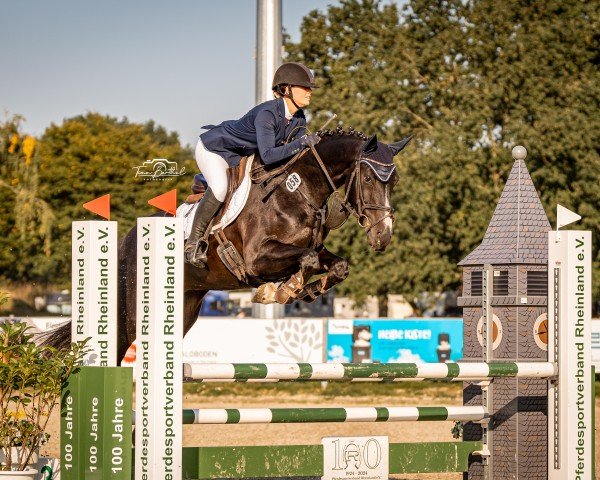 jumper Buckingham's Crazy Boy (Hanoverian, 2016, from Buckingham)