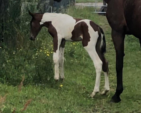 dressage horse Sound of Silence (Oldenburg show jumper, 2022, from Saintico)