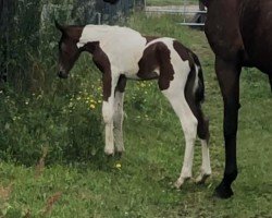 dressage horse Sound of Silence (Oldenburg show jumper, 2022, from Saintico)