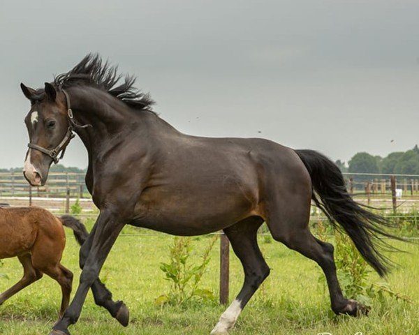 Zuchtstute Wenda (KWPN (Niederländisches Warmblut),  , von Ronaldo)