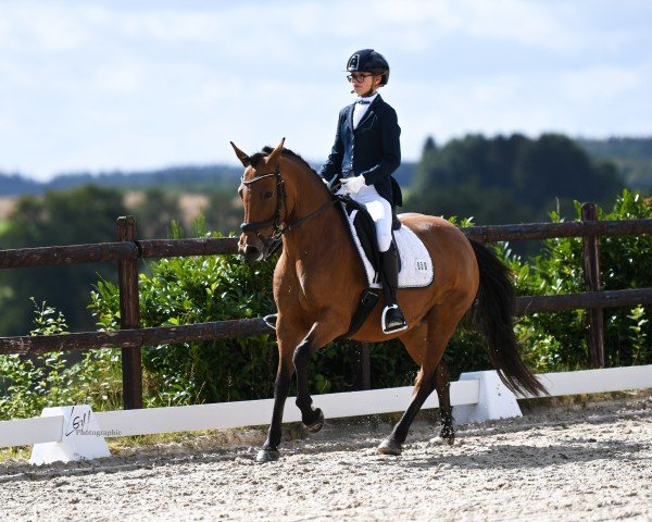 Pferd Eikenhorst's Lyda (New-Forest-Pony, 2014, von Luckington Sportaide)