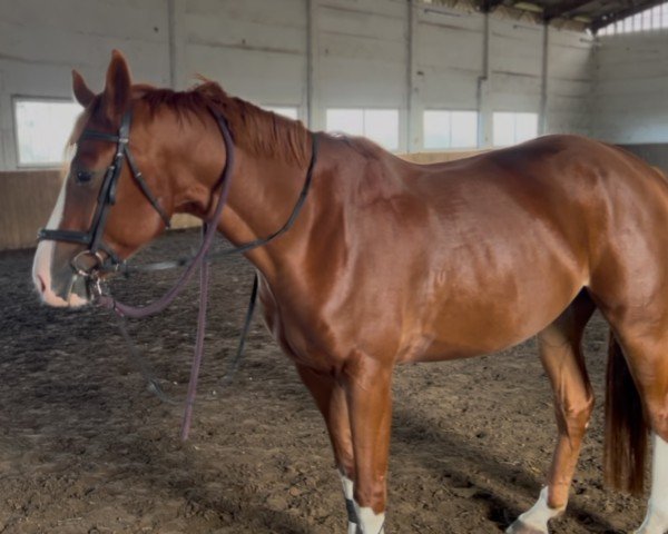 jumper Elino (German Sport Horse, 2019, from El Amigo)