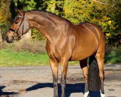 dressage horse Seppl (Westphalian, 2019, from Sir Donnerhall I)