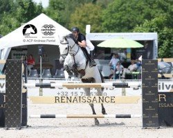 jumper Farfan (KWPN (Royal Dutch Sporthorse), 2010, from Mr Blue)