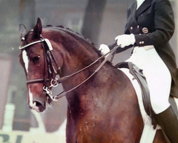 horse Hallo 26 (Hessian Warmblood, 1972, from Halali)