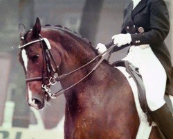 horse Hallo 26 (Hessian Warmblood, 1972, from Halali)