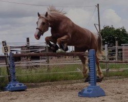 horse Arvalon Golden Victor (Welsh-Cob (Sek. D), 2019, from AC Cream Boy)